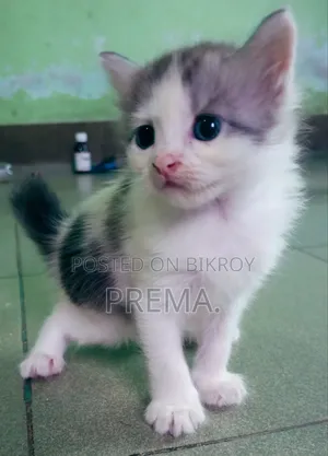 0-1 Month Female Mixed Breed Persian Kitten