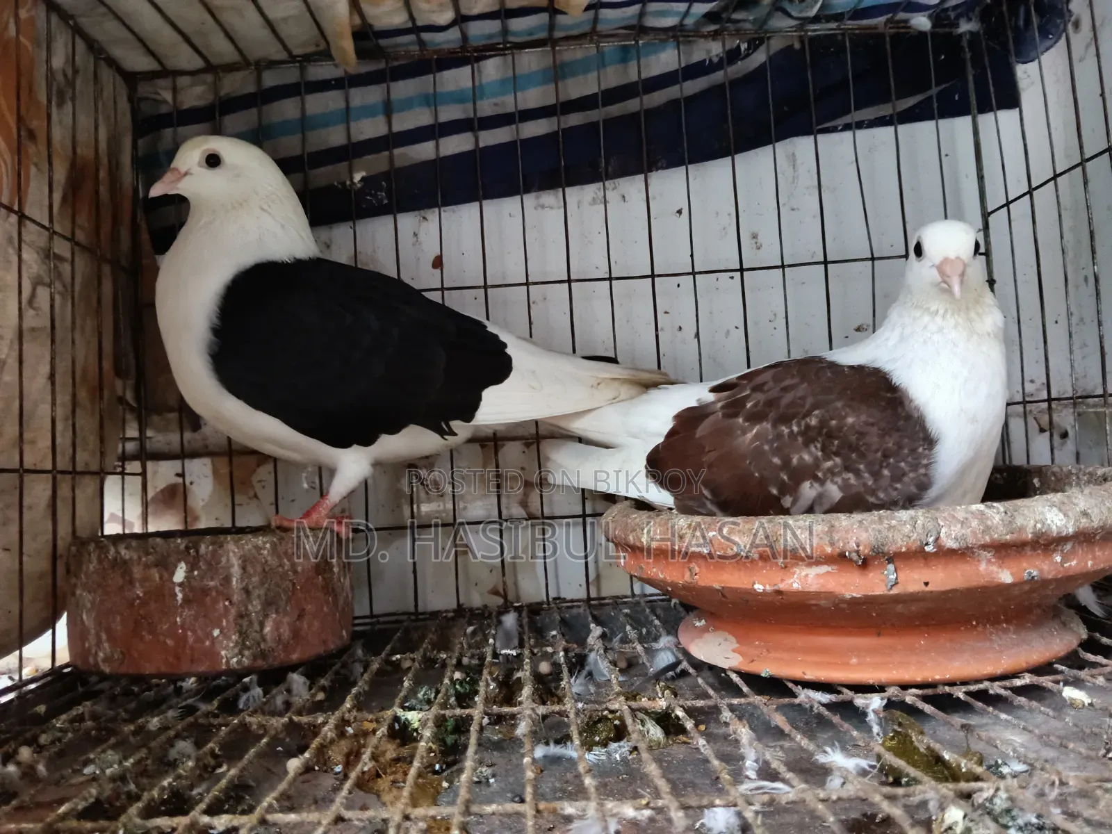 কবুতর রানিং জোড়া