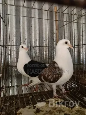 কবুতর রানিং জোড়া