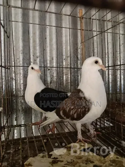 কবুতর রানিং জোড়া