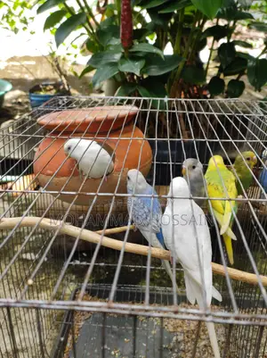 এলবিনো রেড আই জোড়া এবং নরমাল বাজরিগার।