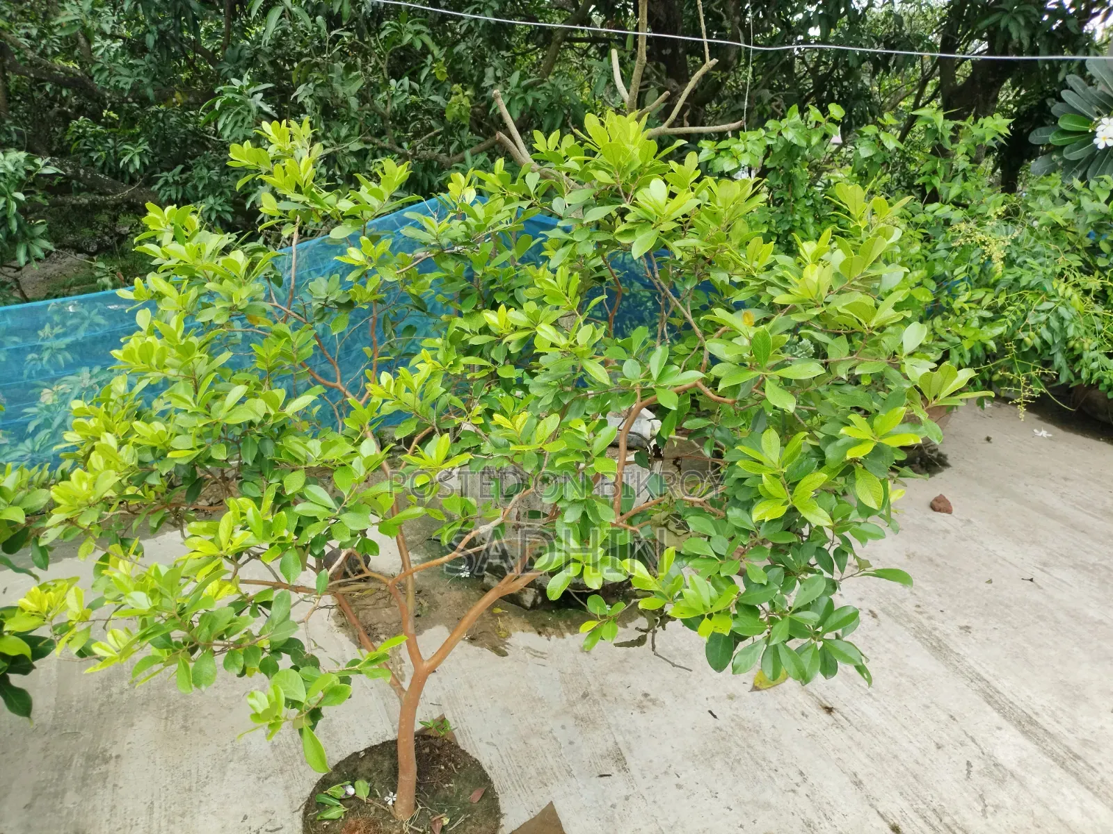Strawberry Guava