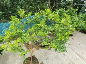 Strawberry Guava