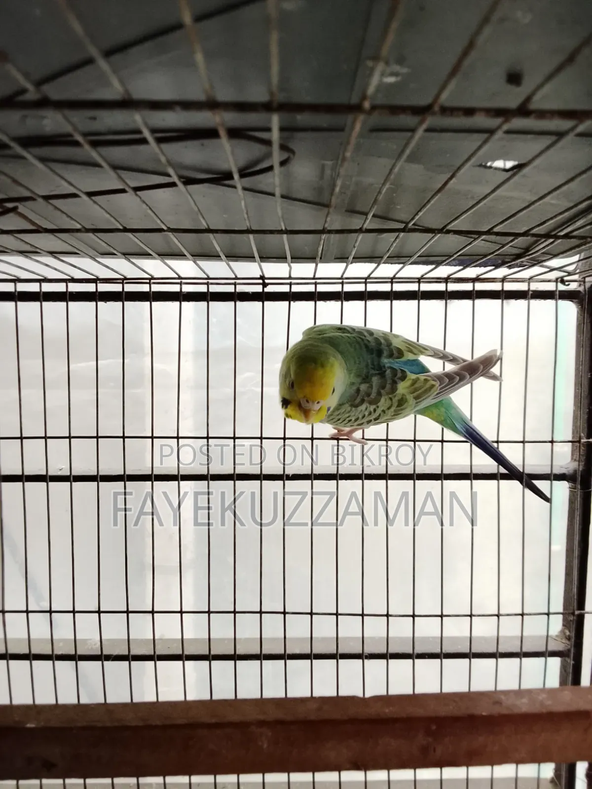১ জোরা মাষ্টার পেয়ার বাজরিগার পাখি সেল হবে