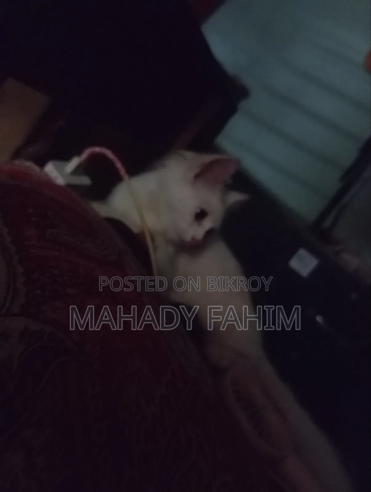 ৩-৬ মাসের মেল পিউরব্রেড পার্সিয়ান