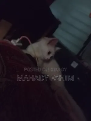 ৩-৬ মাসের মেল পিউরব্রেড পার্সিয়ান