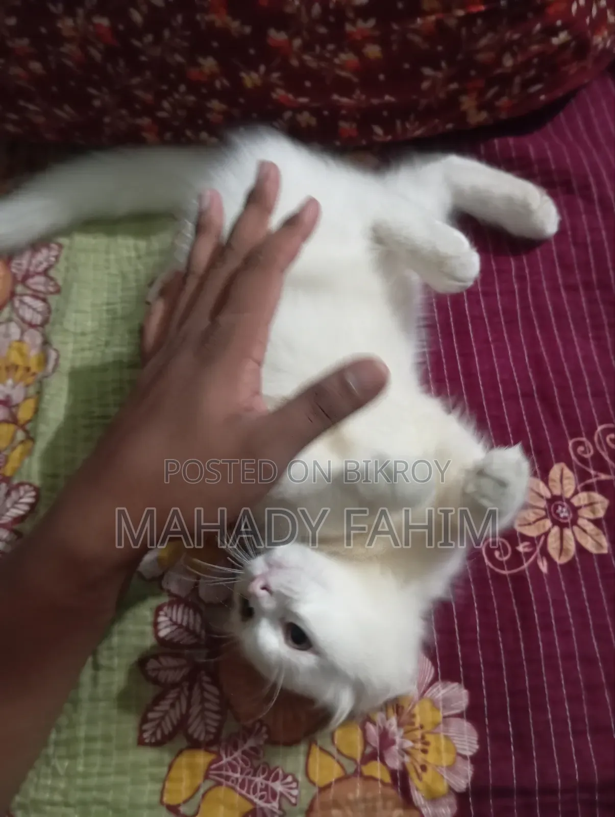 ৩-৬ মাসের মেল পিউরব্রেড পার্সিয়ান