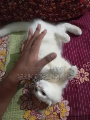 ৩-৬ মাসের মেল পিউরব্রেড পার্সিয়ান