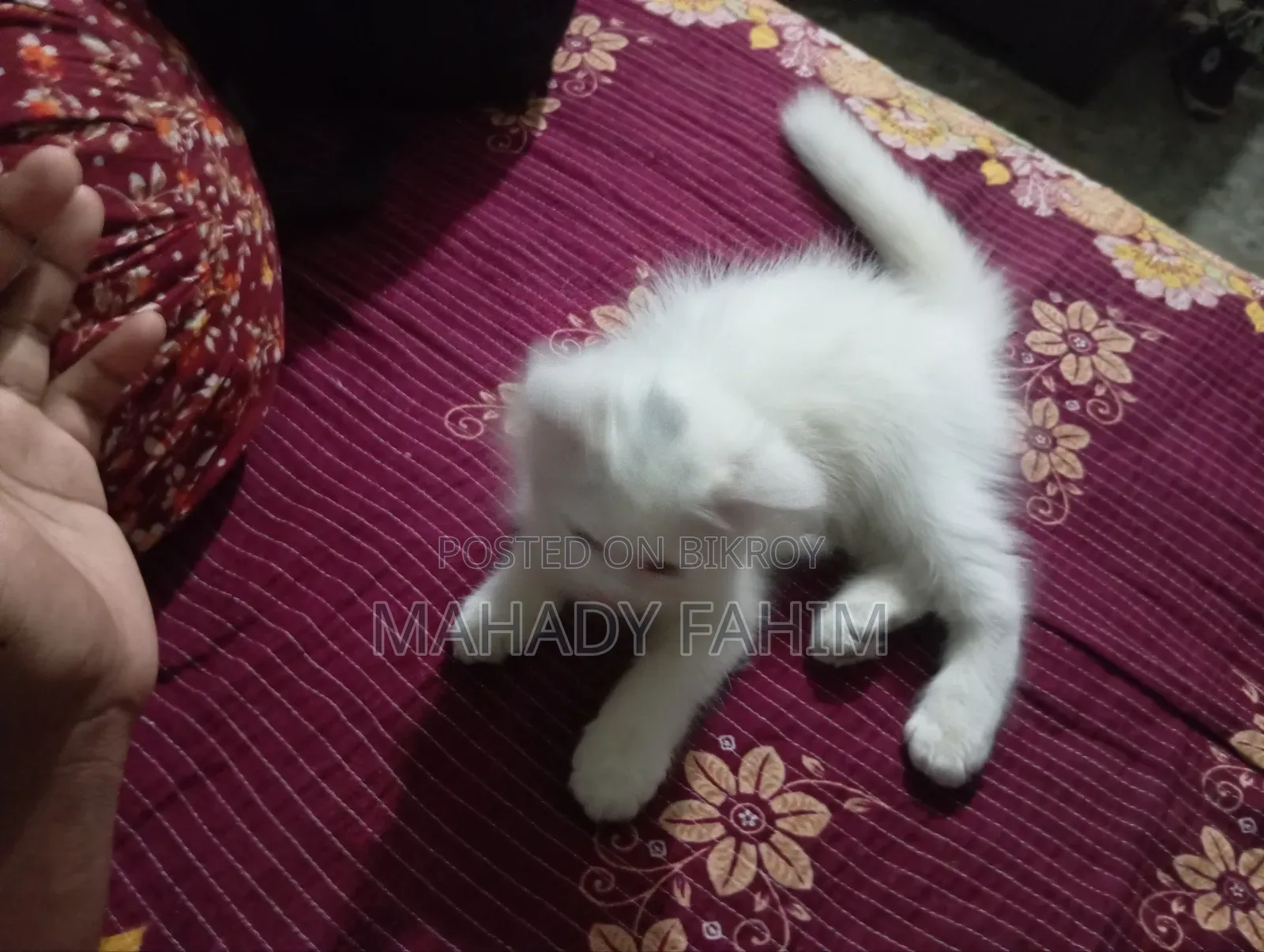 ৩-৬ মাসের মেল পিউরব্রেড পার্সিয়ান