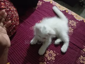 ৩-৬ মাসের মেল পিউরব্রেড পার্সিয়ান