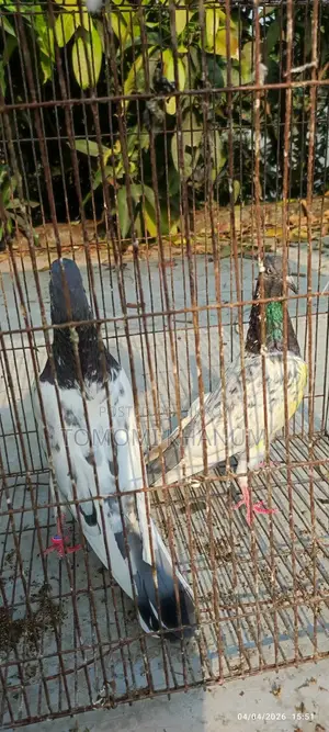 Highflyer Pigeon