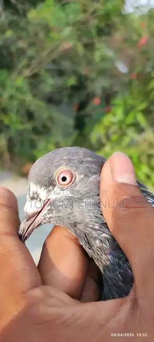 Highflyer Pigeon