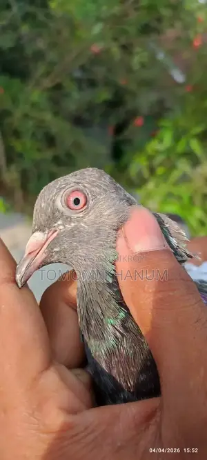 Highflyer Pigeon