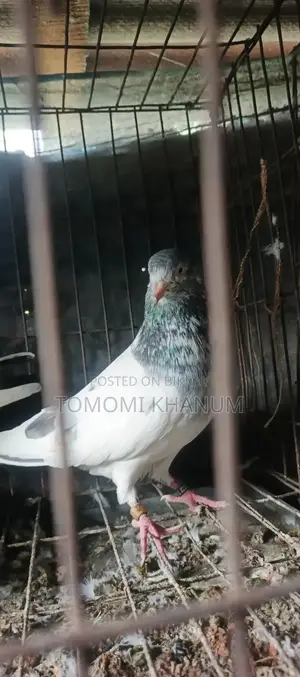 Highflyer Pigeon
