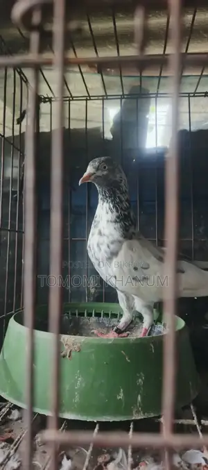Highflyer Pigeon