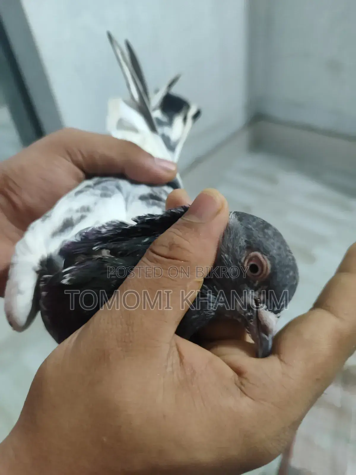 Highflyer Pigeon