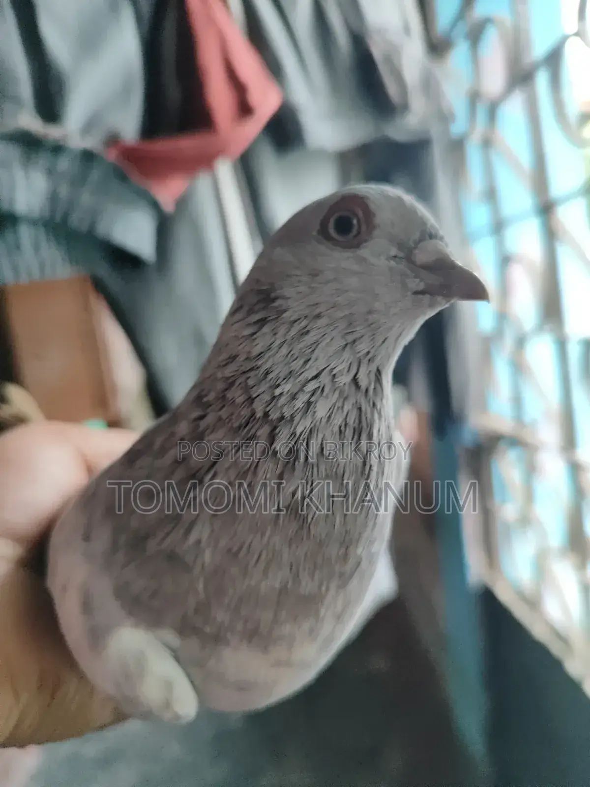 Highflyer Pigeon