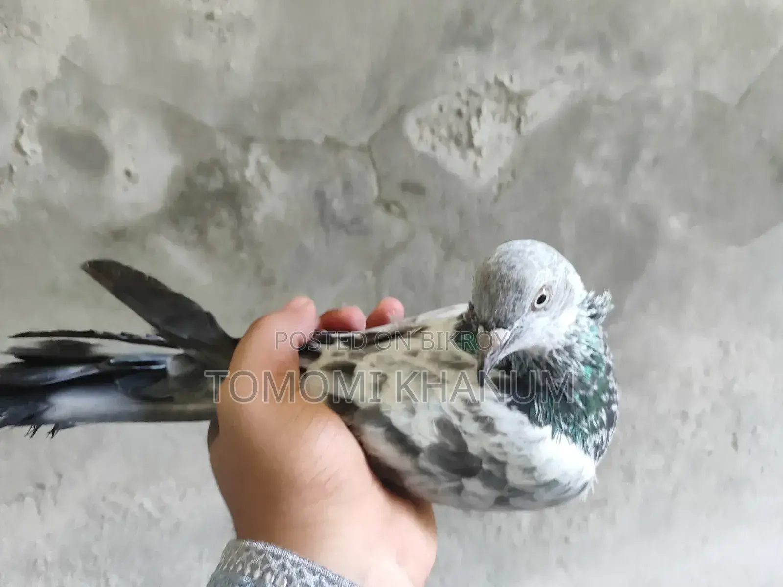 Highflyer Pigeon