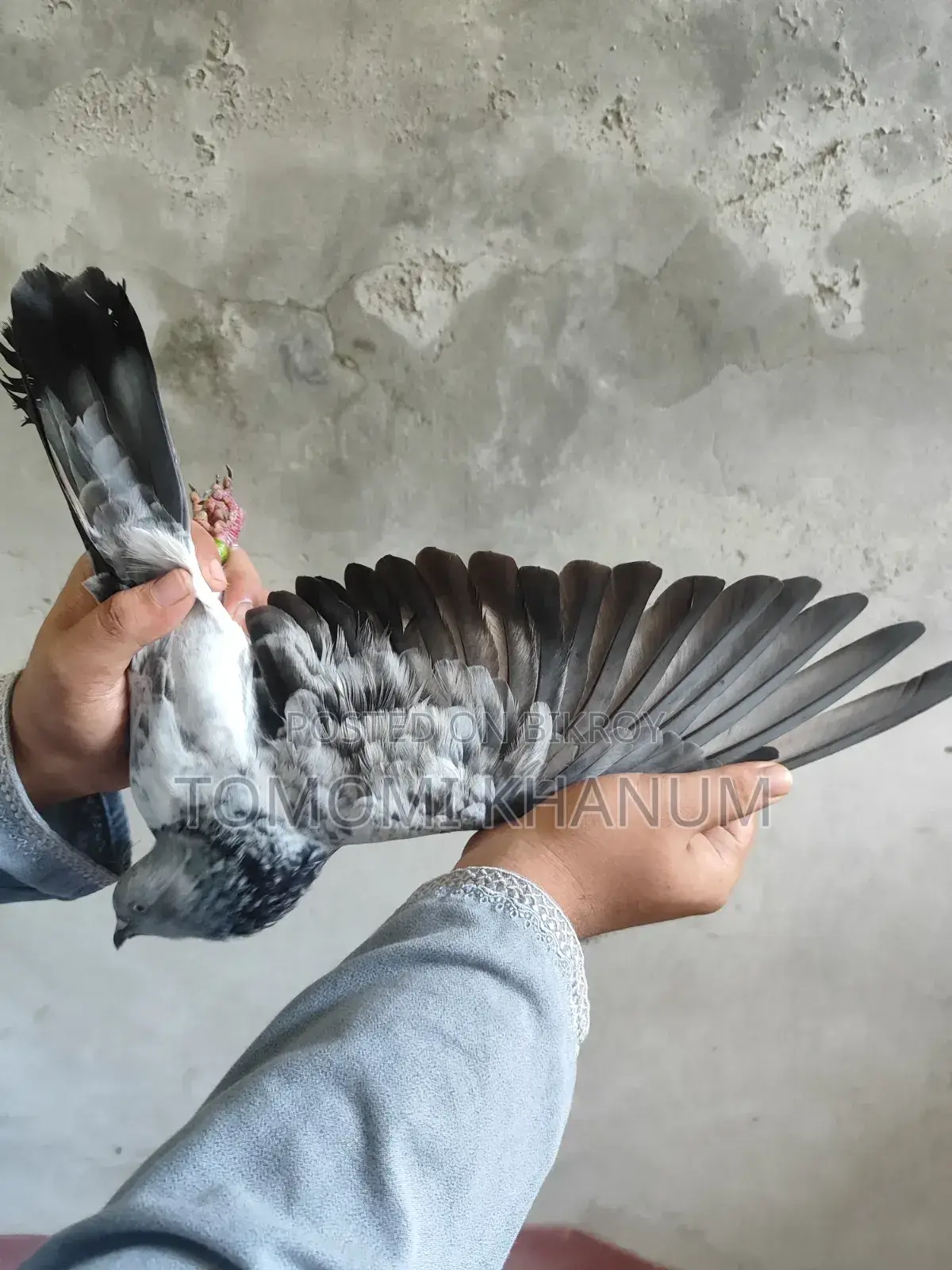 Highflyer Pigeon