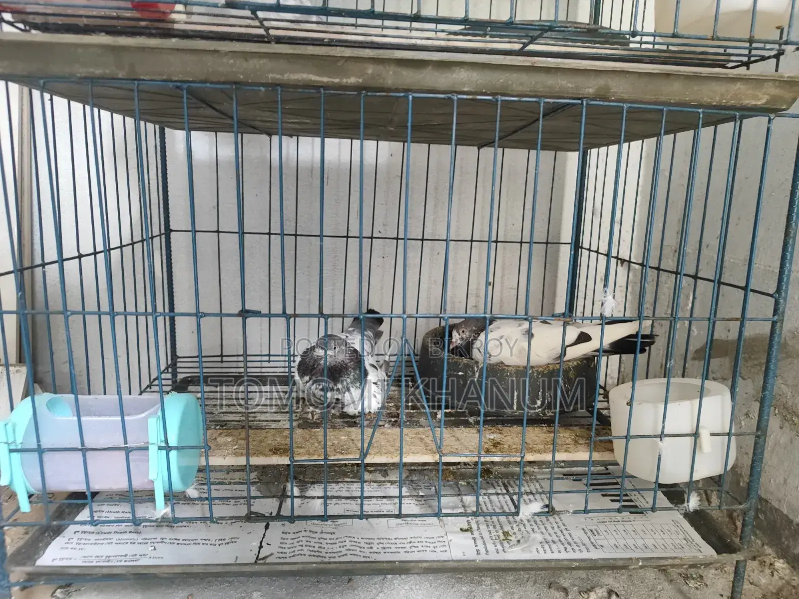 Highflyer Pigeon