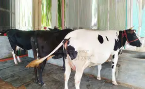 No. 1441 3 high-breed milking cows for sale at a low price.