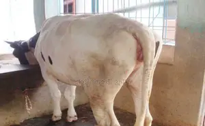 1442 improved breed heifer.