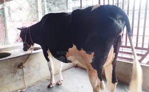 Dairy Cow No. 1443 for sale.