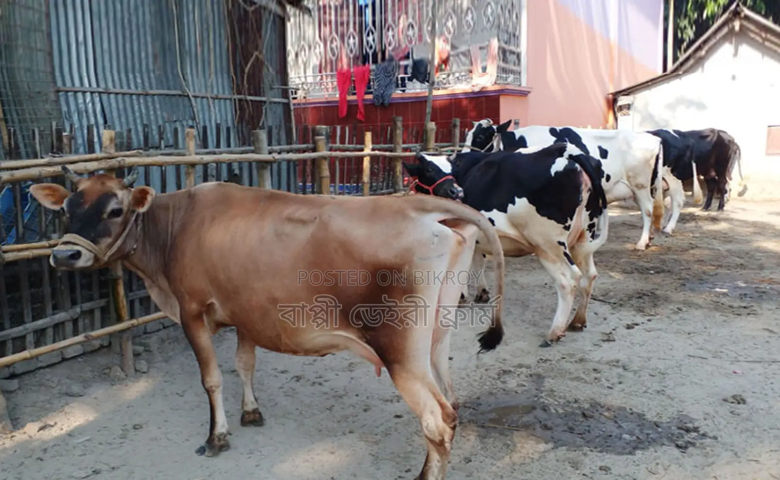6 high-yielding cows of improved breed no. 1444 will be sold.