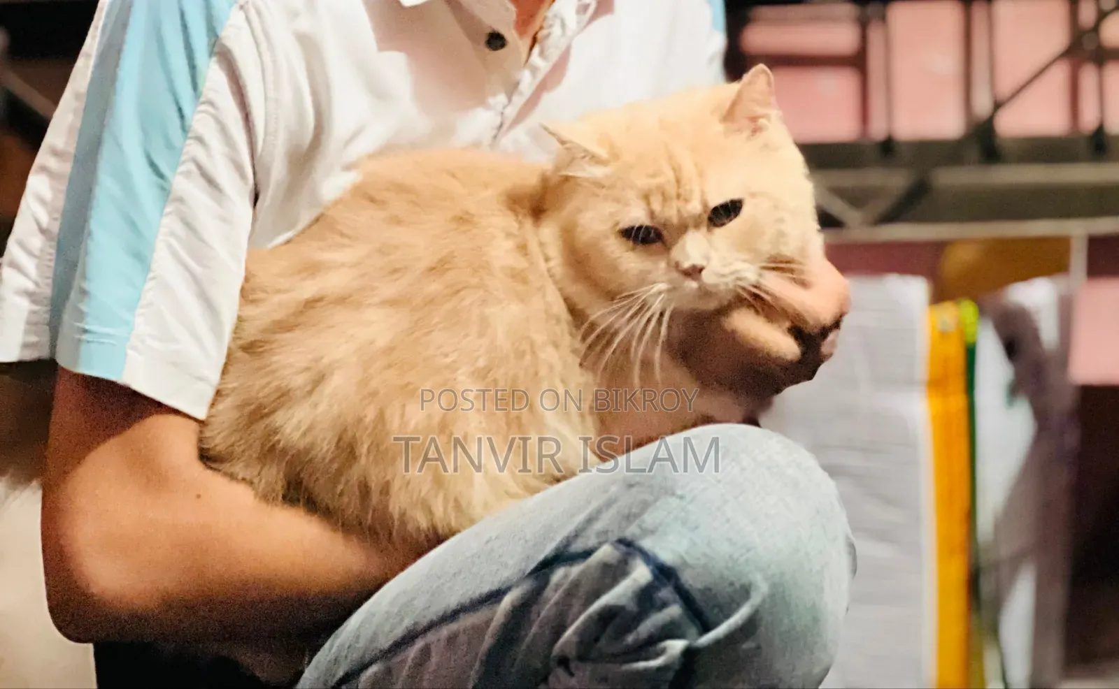 1+ Year Male Purebred Persian