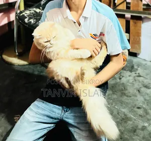 1+ Year Male Purebred Persian