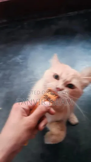 1+ Year Male Purebred Persian