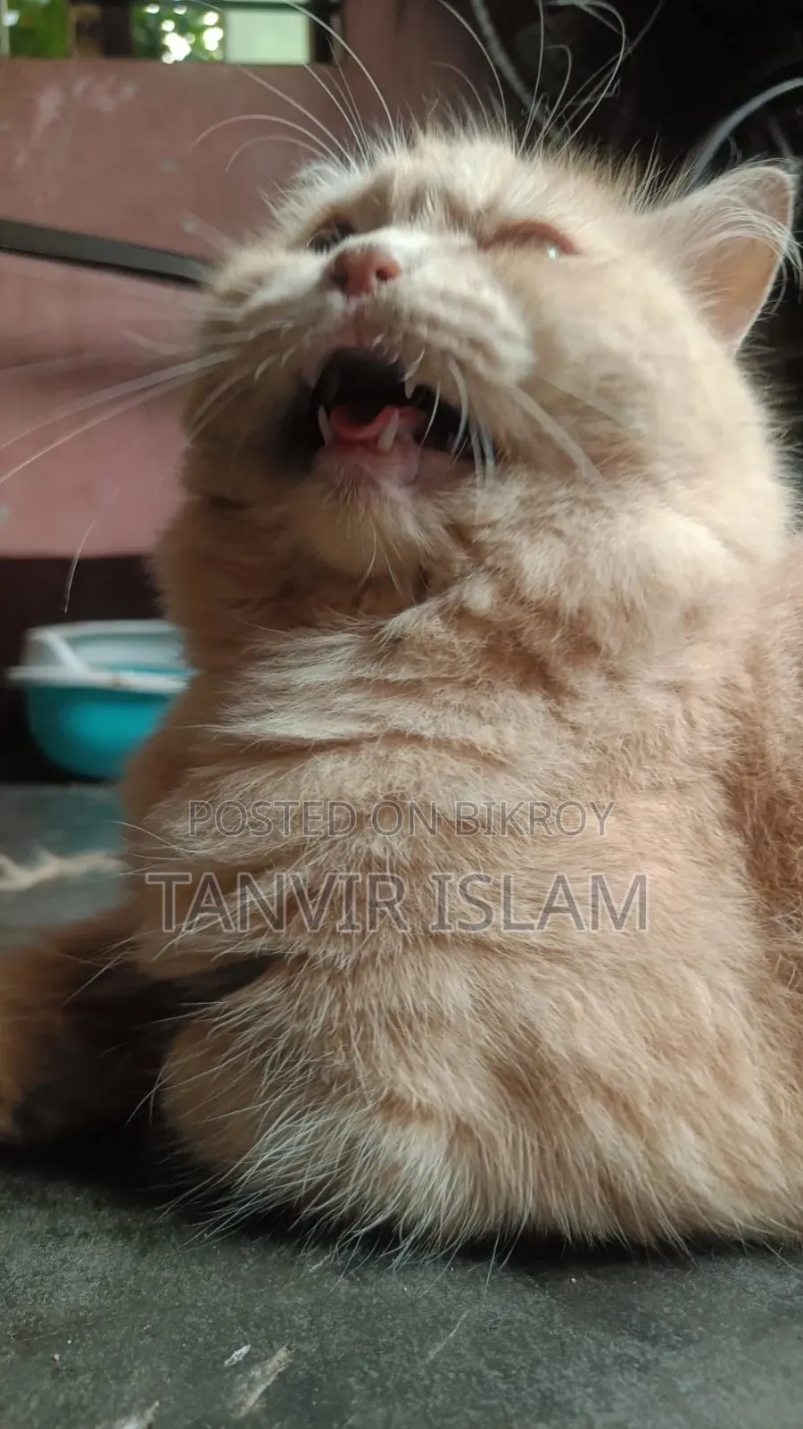1+ Year Male Purebred Persian