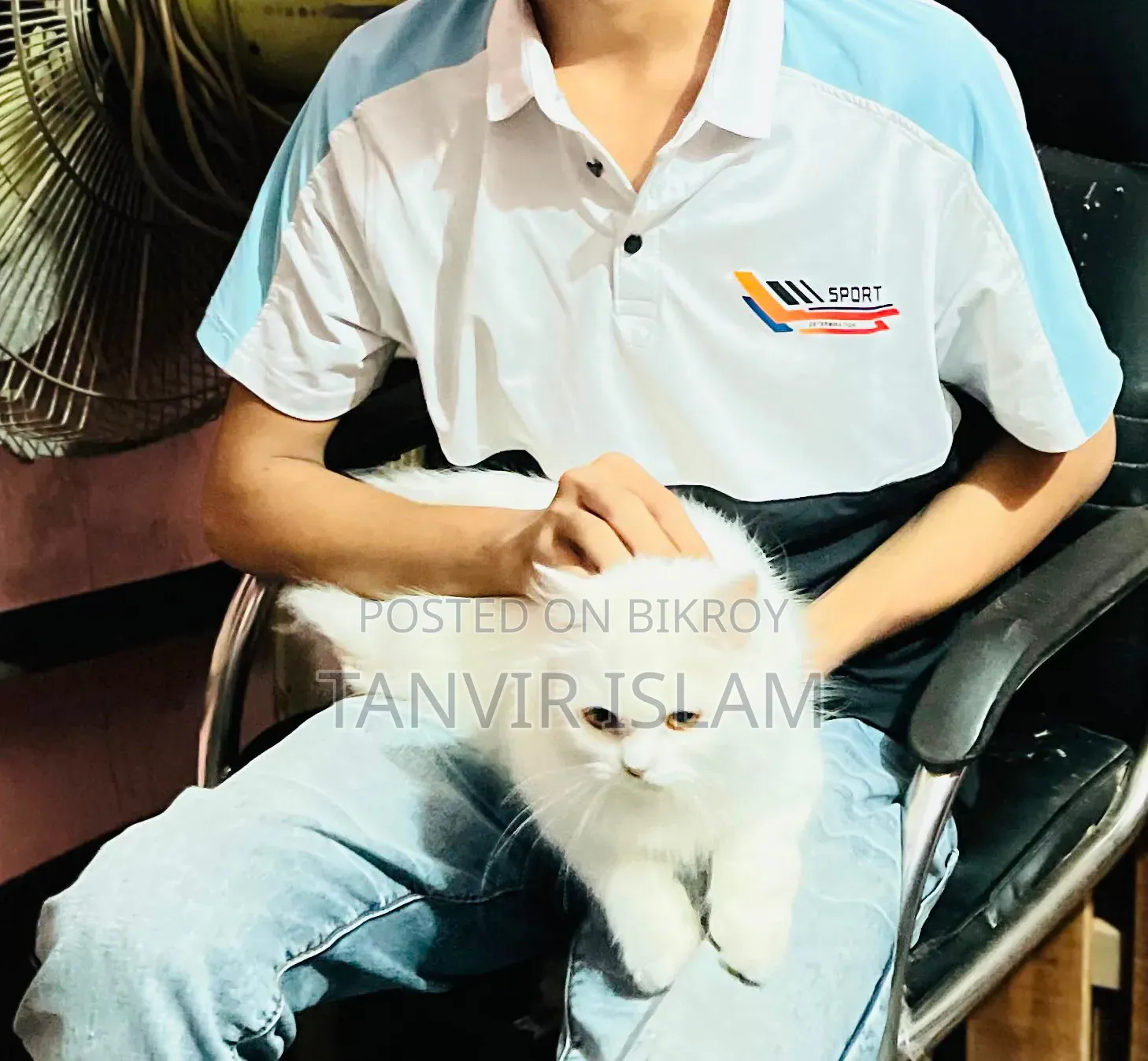1+ Year Male Purebred Persian