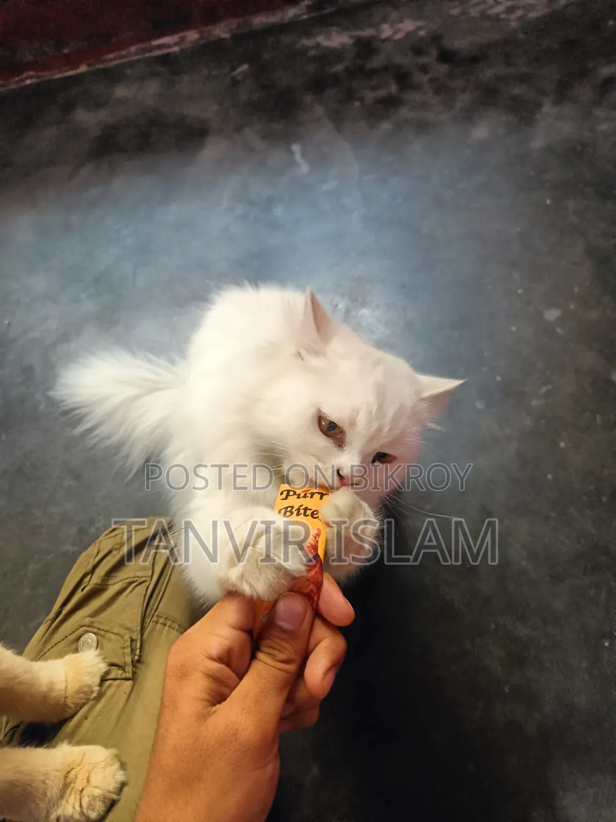 1+ Year Male Purebred Persian