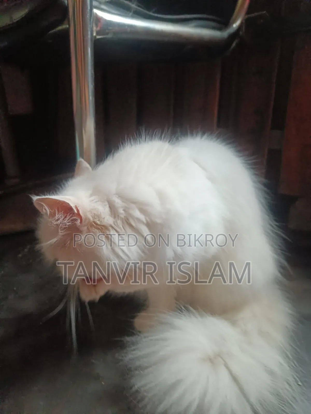 1+ Year Male Purebred Persian