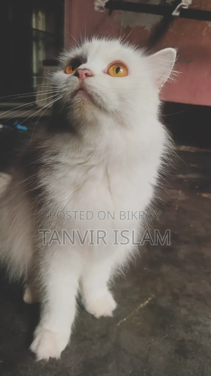 1+ Year Male Purebred Persian
