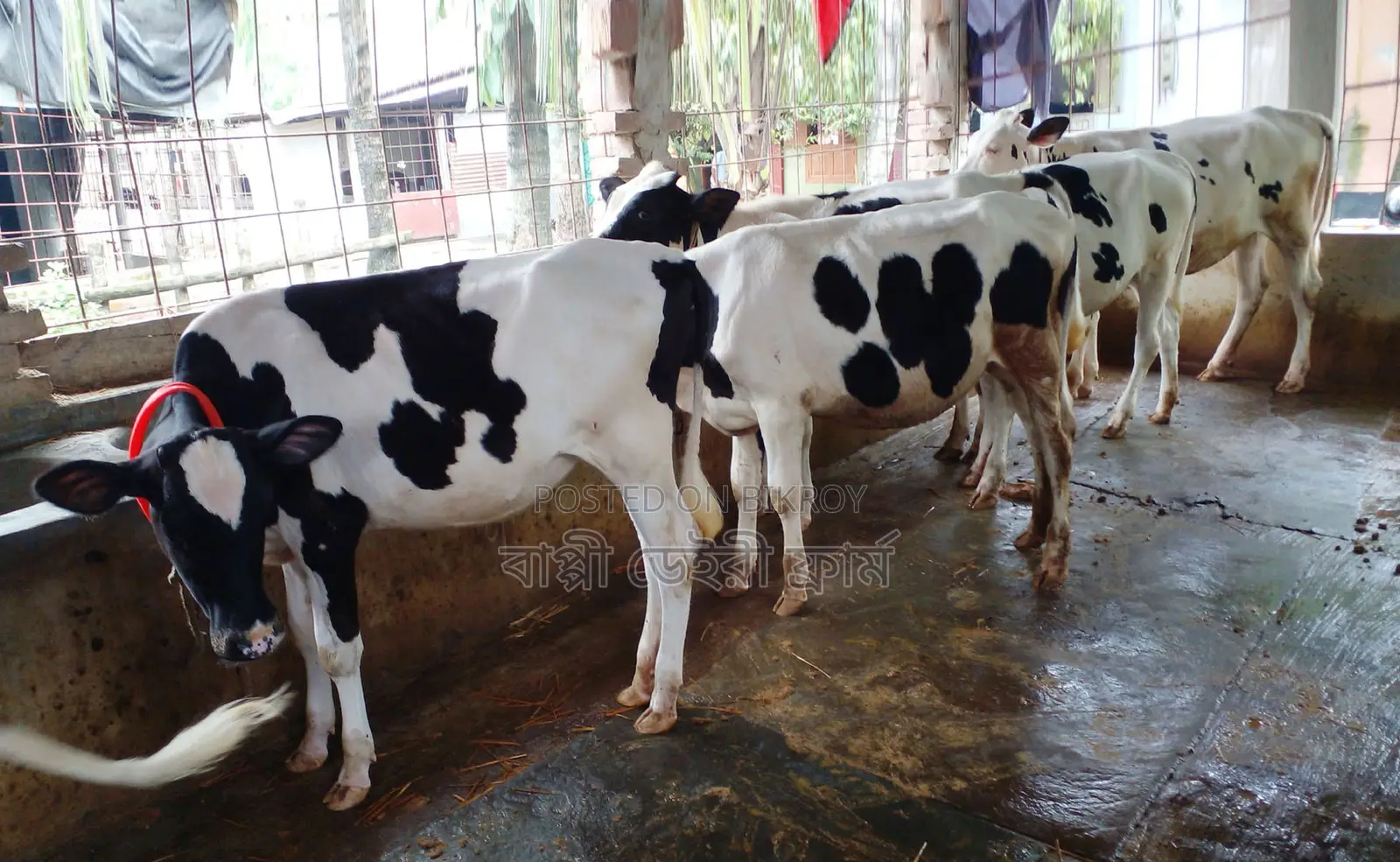 5 Improved Heifers for Sale, No. 1445