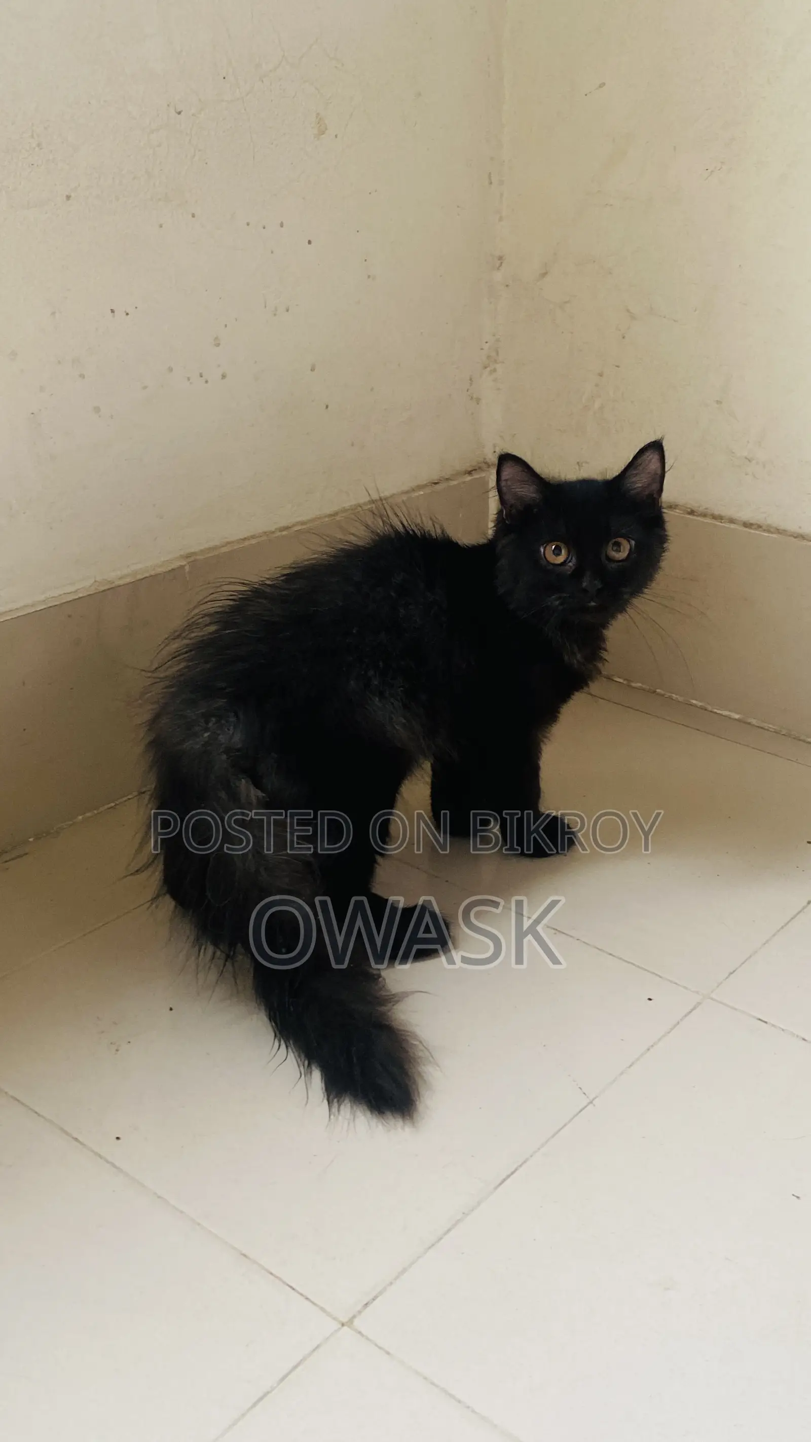 3-6 Months Female Purebred Persian