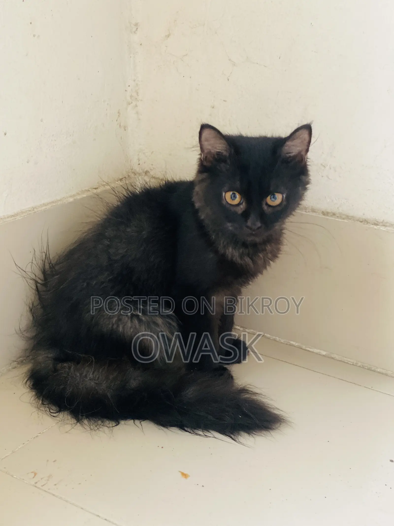 3-6 Months Female Purebred Persian