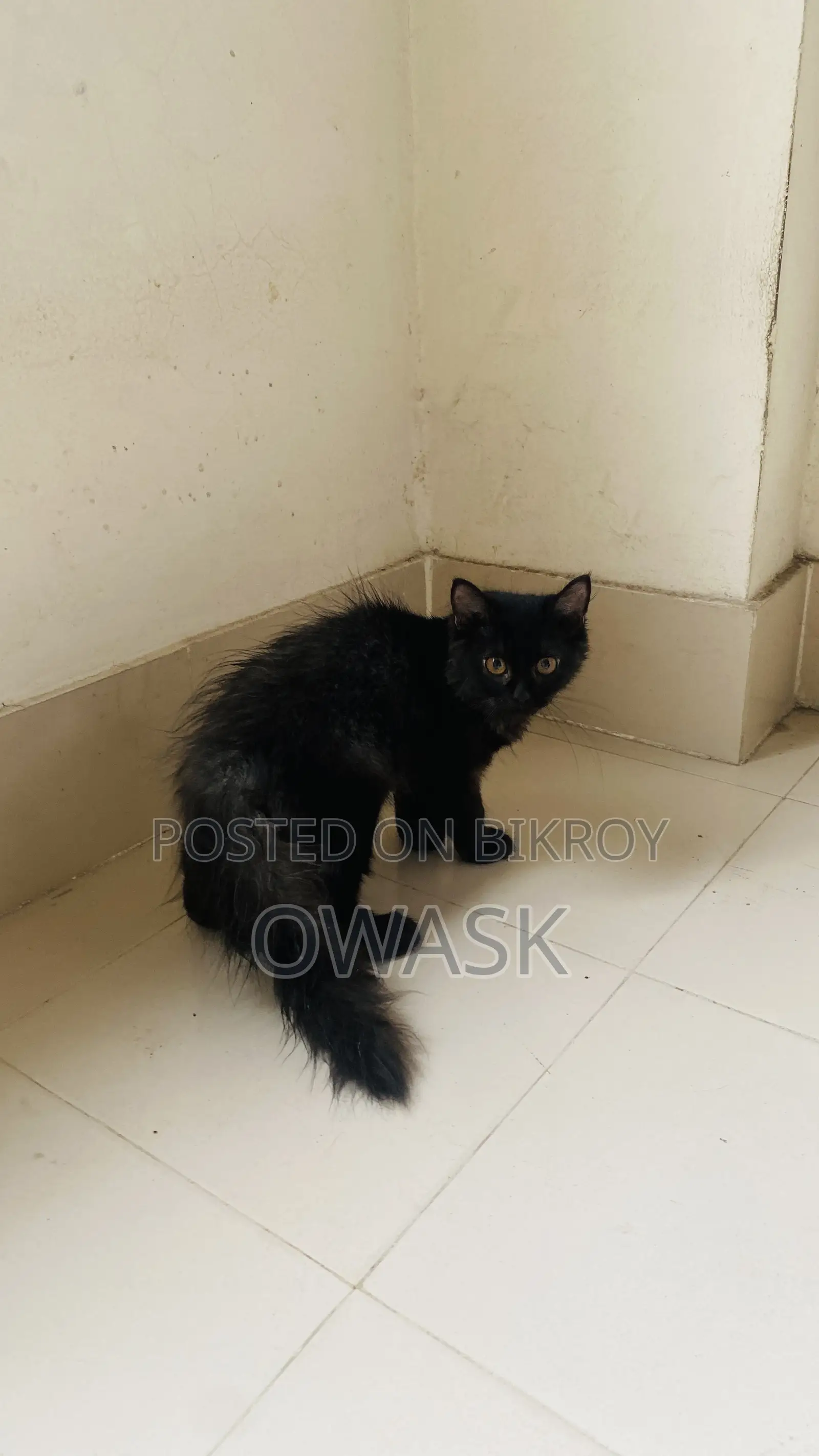 3-6 Months Female Purebred Persian