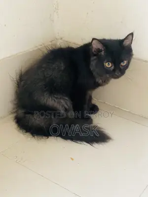 3-6 Months Female Purebred Persian