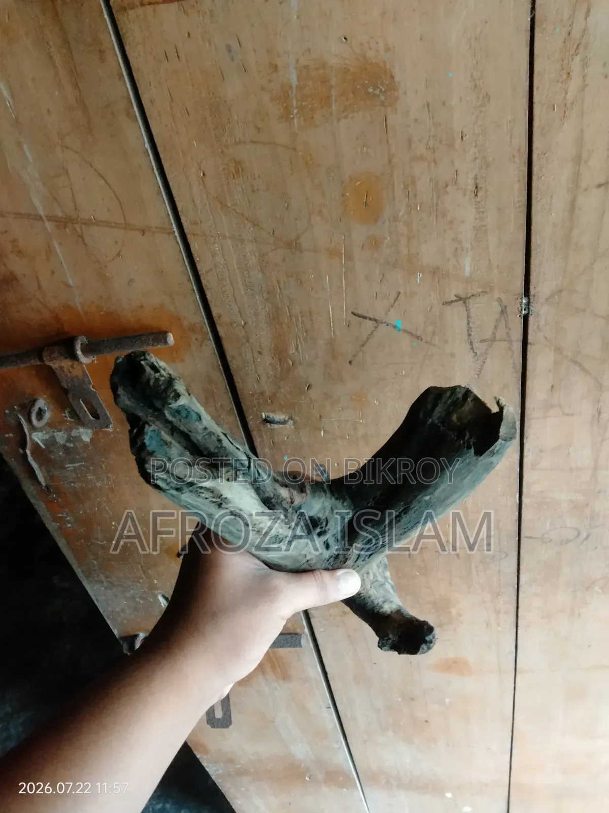 ড্রিফট উড (বগ উড)