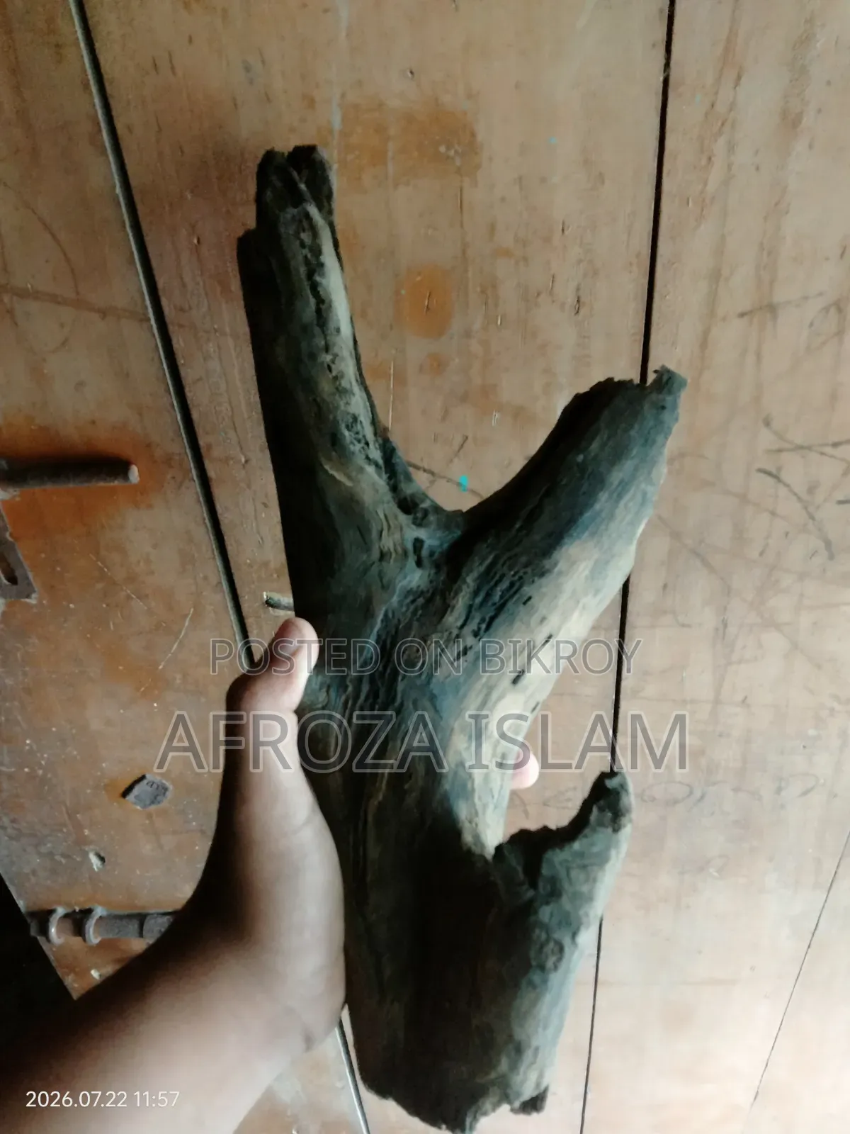 ড্রিফট উড (বগ উড)