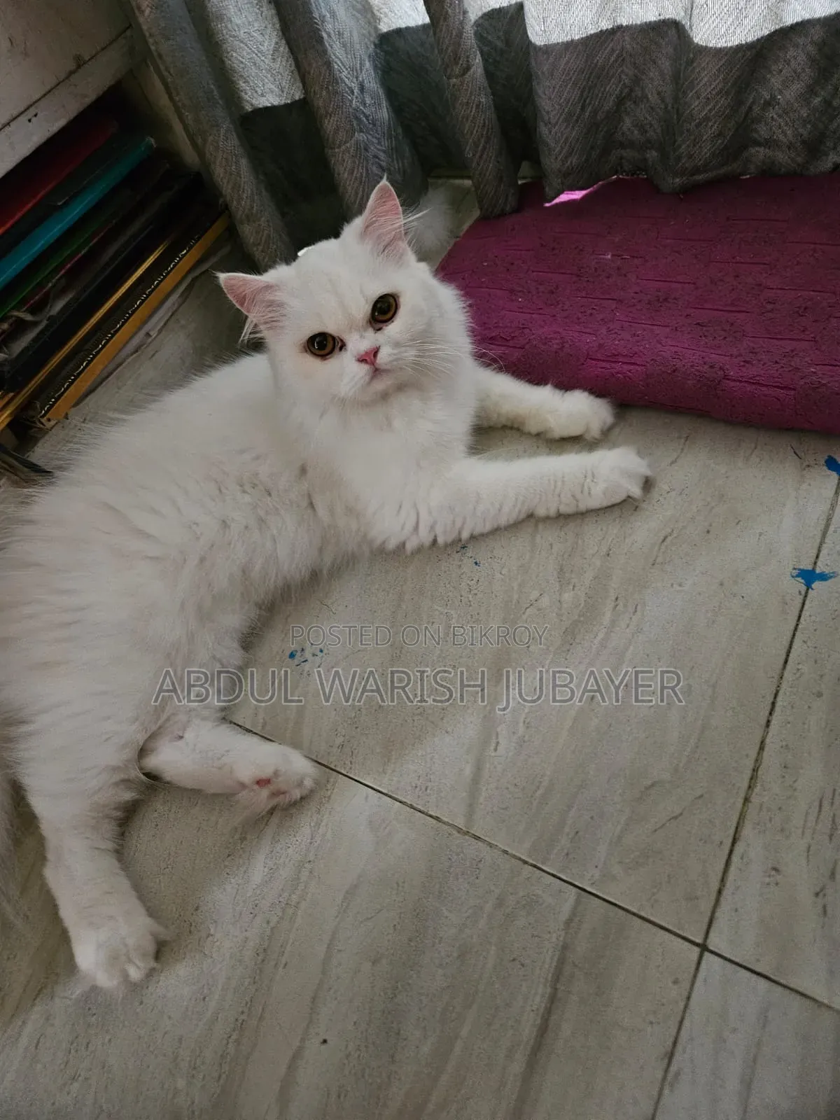 6-12 Months Female Purebred Persian Cat