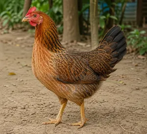 Chicken. Rooster. Pigeon. Chinese Duck