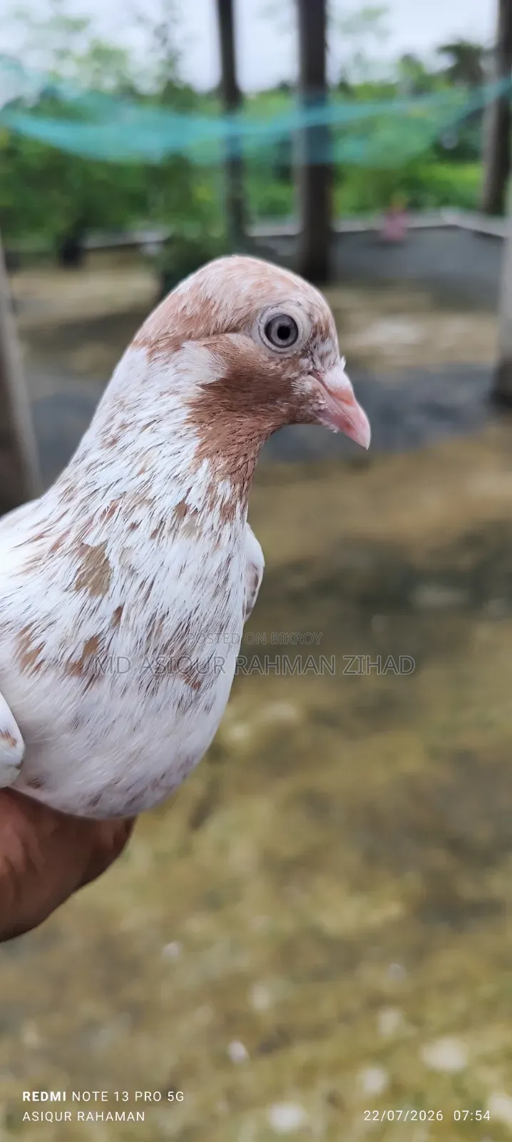 Running Male Pigeon