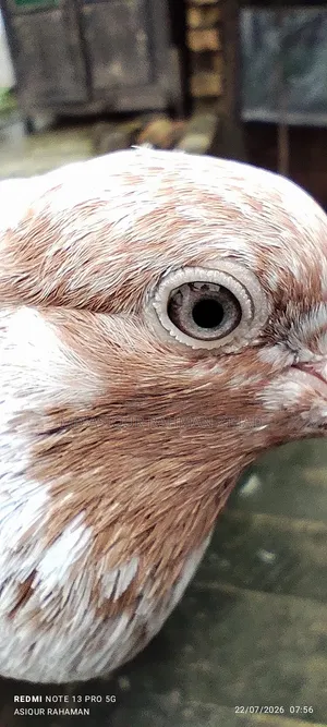 Running Male Pigeon