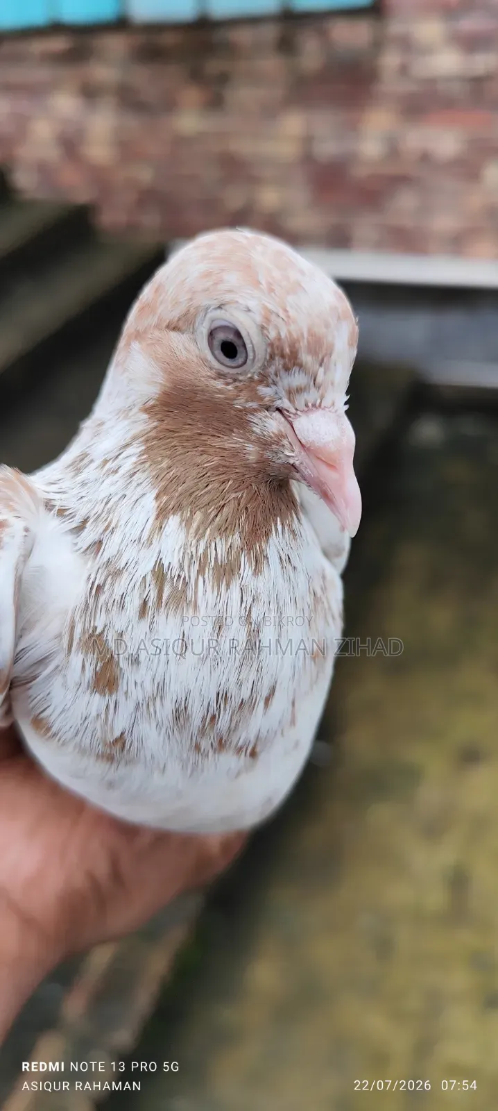 Running Male Pigeon