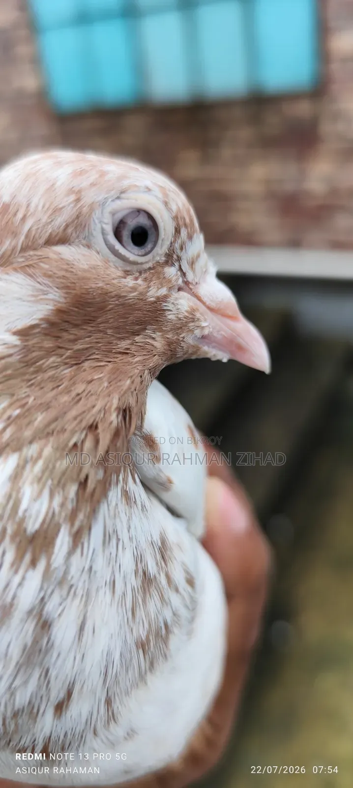 Running Male Pigeon