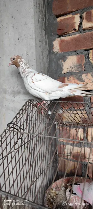 Running Male Pigeon